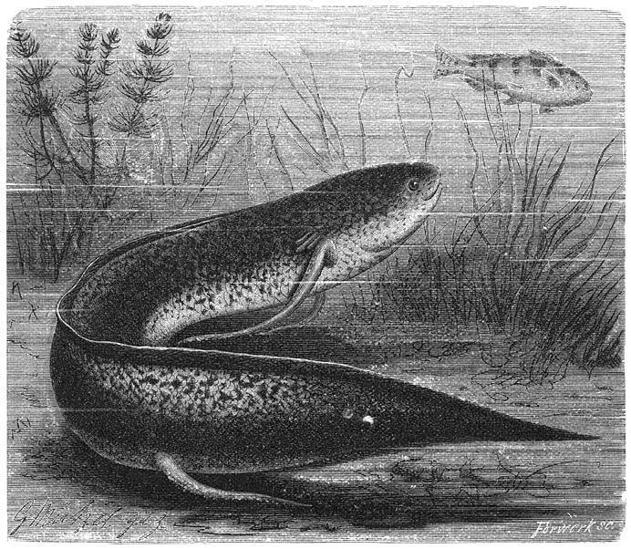Afrikaansche Slijkvisch (Proropterus annectens). ⅓ v. d. ware grootte.
