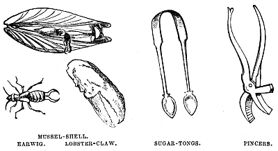 Image unavailable: MUSSEL-SHELL. EARWIG. LOBSTER-CLAW. SUGAR-TONGS. PINCERS.