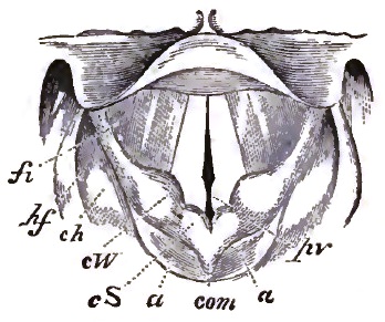 Laryngoscopic Diagram showing the approximation of the vocal cords