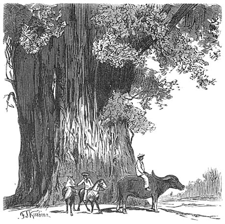 Stamm eines Feigenbaums bei Bacon.