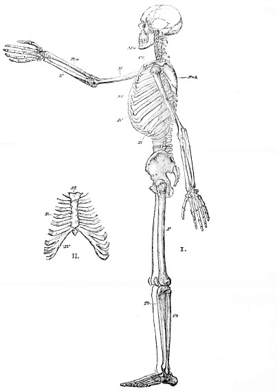 Image unavailable: EXPLANATION OF THE PLATE. Fig. I.—The Human Skeleton in Profile.