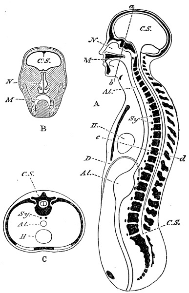 Image unavailable: Fig. 2.  A, a diagrammatic view of the human body cut in half lengthways. C.S., the cavity of the brain and spinal cord; N, that of the nose; M, that of the mouth; Al. Al., the alimentary canal represented as a simple straight tube; H, the heart; D, the diaphragm.  B, a transverse vertical section of the head taken along the line a b; letters as before.  C, a transverse section taken along the line c d; letters as before.