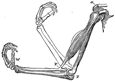 Image unavailable: Fig 3.—The Bones of the Upper Extremity with the Biceps Muscle.  The two tendons by which this muscle is attached to the scapula, or shoulder-blade, are seen at a. P indicates the attachment of the muscle to the radius, and hence the point of action of the power; F, the fulcrum, the lower end of the humerus on which the upper end of the radius (together with the ulna) moves; W, the weight (of the hand).