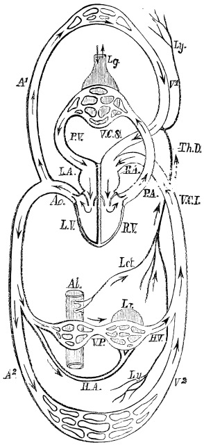 Image unavailable: Fig. 6.—Diagram of the Heart and Vessels, with the Course of the Circulation, viewed from behind so that the proper left of the Observer corresponds with the left side of the Heart in the Diagram.  L.A. left auricle; L.V. left ventricle; Ao. aorta; A1. arteries to the upper part of the body; A2. arteries to the lower part of the body; H.A. hepatic artery, which supplies the liver with part of its blood; V2. veins of the upper part of the body; V2. veins of the lower part of the body; V.P. vena portæ; H.V. hepatic vein; V.C.I. inferior vena cava; V.C.S. superior vena cava; R.A. right auricle; R.V. right ventricle; P.A. pulmonary artery; Lg. lung; P.V. pulmonary vein; Lct. lacteals; Ly. lymphatics; Th.D. thoracic duct; Al. alimentary canal; Lr. liver. The arrows indicate the course of the blood, lymph, and chyle. The vessels which contain arterial blood have dark contours, while those which carry venous blood have light contours.