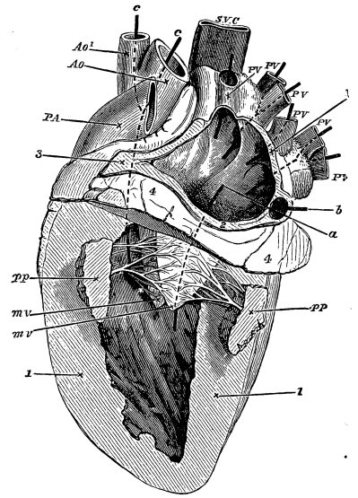 Image unavailable: Fig. 11.—Left Side of the Heart of a Sheep (laid open).  P.V. pulmonary veins opening into the left auricle by four openings, as shown by the styles or pieces of whalebone placed in them: a, a style passed from auricle into ventricle through the auriculo-ventricular orifice; b, a style passed into the coronary vein, which, though it has no connection with the left auricle, is, from its position, necessarily cut across in thus laying open the auricle.  M.V. the two flaps of the mitral valve (drawn somewhat diagrammatically): pp, papillary muscles, belonging as before to the part of the ventricle cut away; c, a style passed from ventricle in Ao. aorta; Ao2. branch of aorta (see Fig. 5, Áó); P.A. pulmonary artery; S.V.C. superior vena cava.  1, wall of ventricle cut across; 2, wall of auricle cut away around auriculo-ventricular orifice; 3, other portions of auricular wall cut across; 4, mass of fat around base of ventricle (see Fig. 5, 2).