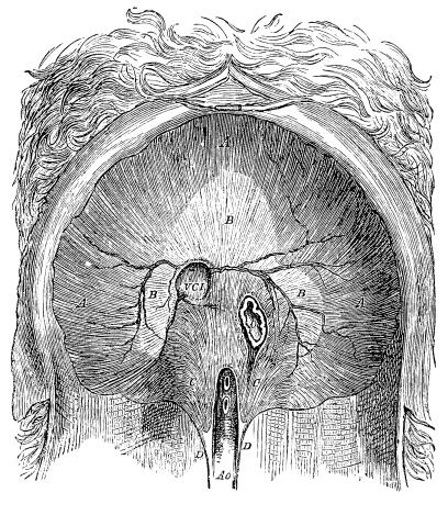Image unavailable: Fig. 12.—The Diaphragm of a Dog viewed from the Lower or Abdominal Side.  V.C.I. the vena cava inferior; O. the œsophagus; Ao. the aorta; the broad white tendinous middle (B) is easily distinguished from the radiating muscular fibres (A) which pass down to the ribs and into the pillars (C D) in front of the vertebræ. 