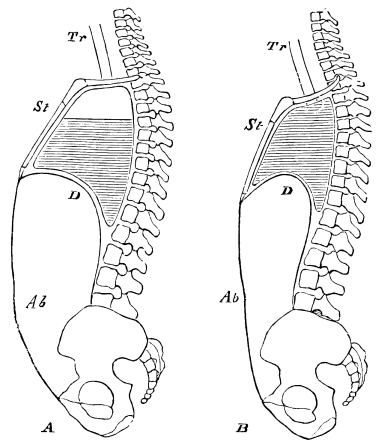 Image unavailable: Fig. 13.—Diagrammatic Sections of the Body in  A. inspiration; B. expiration. Tr. trachea; St. sternum; D. diaphragm; Ab. abdominal walls. The shading roughly indicates the stationary air. The unshaded portion at the top of A is the tidal air.