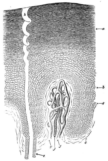 Image unavailable: Fig. 15.—Section of Skin, highly magnified.  a, horny epidermis; b, softer layer; c, dermis; d, lowermost vertical layer of epidermic cells; e, cells lining the sweat duct continuous with epidermic cells; h, corkscrew canal of sweat duct. To the right of the sweat duct the dermis is raised into a papilla, in which the small artery, f, breaks up into capillaries, ultimately forming the veins, g.