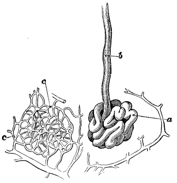 Image unavailable: Fig. 16.—Coiled end of a Sweat Gland, Epithelium not shown.  a, the coil; b, the duct; c, network of capillaries, inside which the duct gland lies.