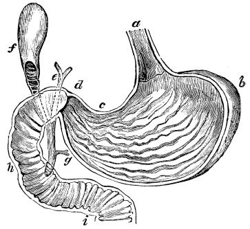 Image unavailable: Fig. 17.—The Stomach laid open behind.  a, the œsophagus or gullet; b, one end of the stomach; d, the other end joining the intestine; e, gall duct; f, the gall-bladder; g, the pancreatic duct; h, i, the small intestine. 