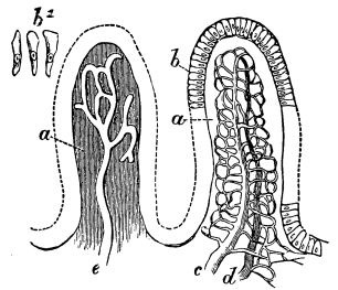 Image unavailable: Fig. 18.—Semi-diagrammatic View of Two Villi of the Small Intestines. (Magnified about 50 diameters.)  a, substance of the villus; b, its epithelium, of which some cells are seen detached at b2; c d, the artery and vein, with their connecting capillary network, which envelopes and hides e, the lacteal which occupies the centre of the villus and opens into a network of lacteal vessels at its base.