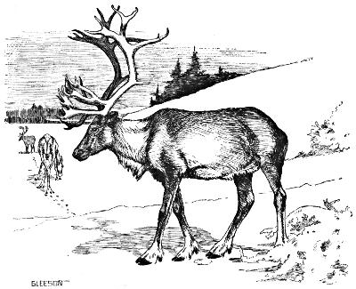 A reindeer. Illustrator credit: GLEESON.