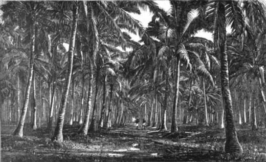 Deutsche Kokospalmen-Plantage
