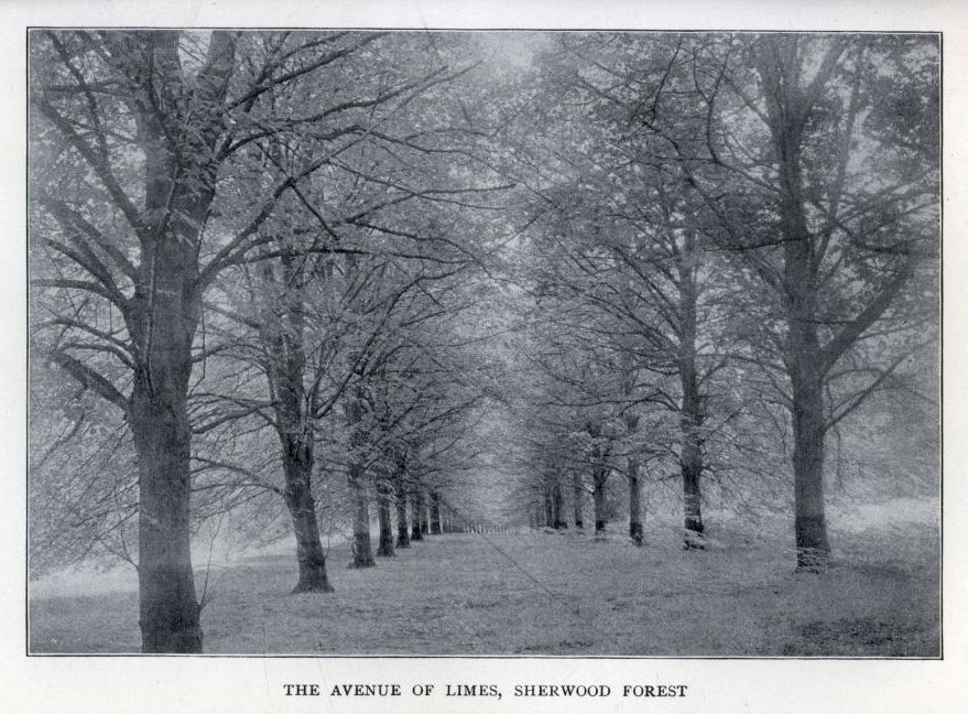 THE AVENUE OF LIMES, SHERWOOD FOREST