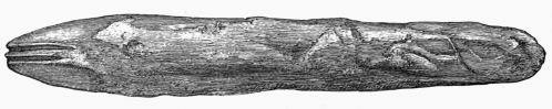 Fig. 233.—Tool of Bone found in the Broch of Burrian (actual size).