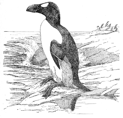 Drawing of Great Auk