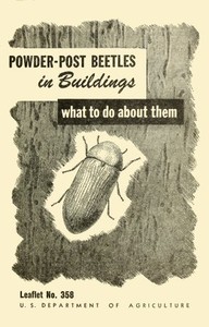 Powder-Post Beetles in Buildings: What to Do About Them