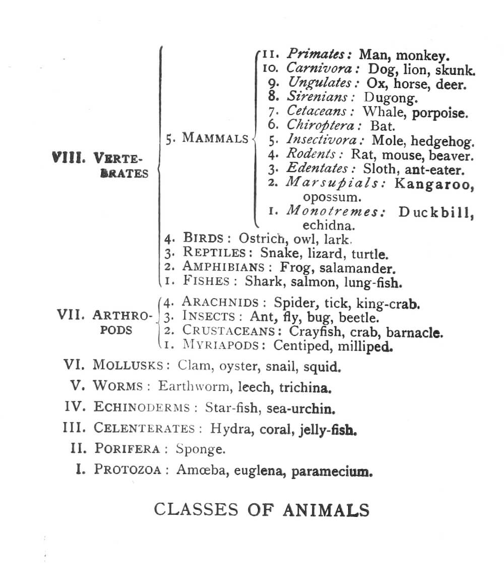 Classes of Animals