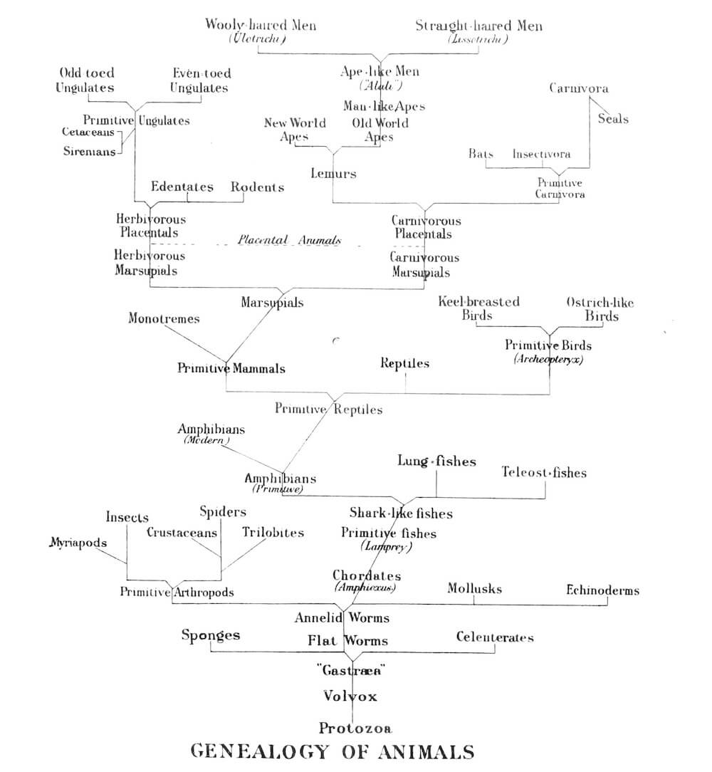 Geneaology of Animals
