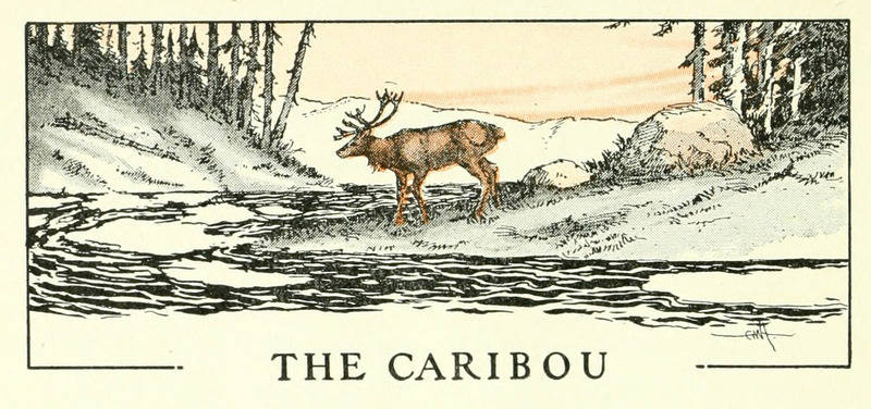 THE CARIBOU