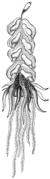 Tweezijdige Blaaskwal (Physophora disticha). Ware gr.