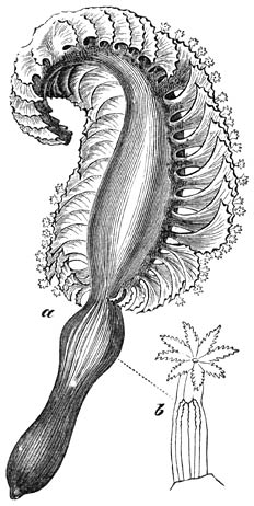 Zeeveder (Pteroides Spinosa). ¼ nat. gr.; a) eenigszins vergr. kelk.