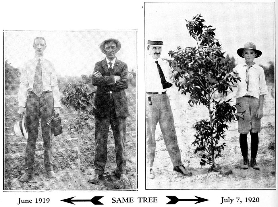 June 1919 ↢ SAME TREE ↣ July 7, 1920