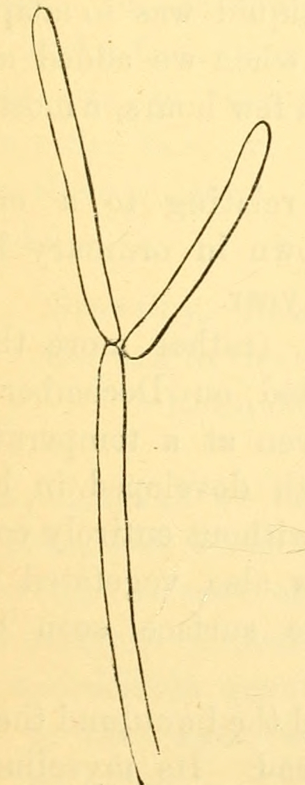 Fig. 21 C.