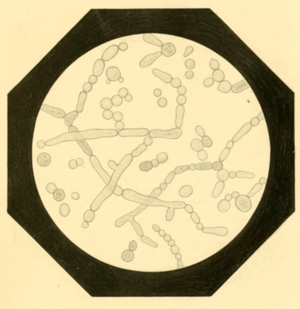 Plate 5. Mucor, Vegetating Submerged, in Deficit of Air.