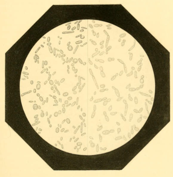 Plate 7. Yeast-cells—Worn out and Dissociated (left), after Revival in a Sweet Wort (right).