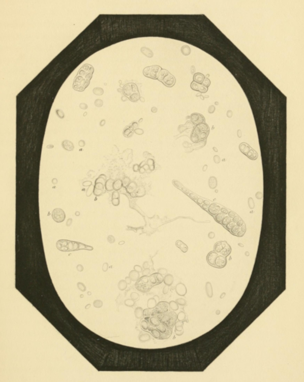 Plate 8. Fertile Mould-cells from the Outer Surface of Grapes.
