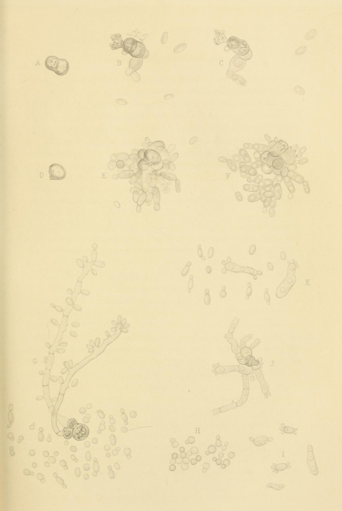 Plate 9. Various Examples of the Mode of Growth of Mould-cells from the Outer Surface of Grapes.