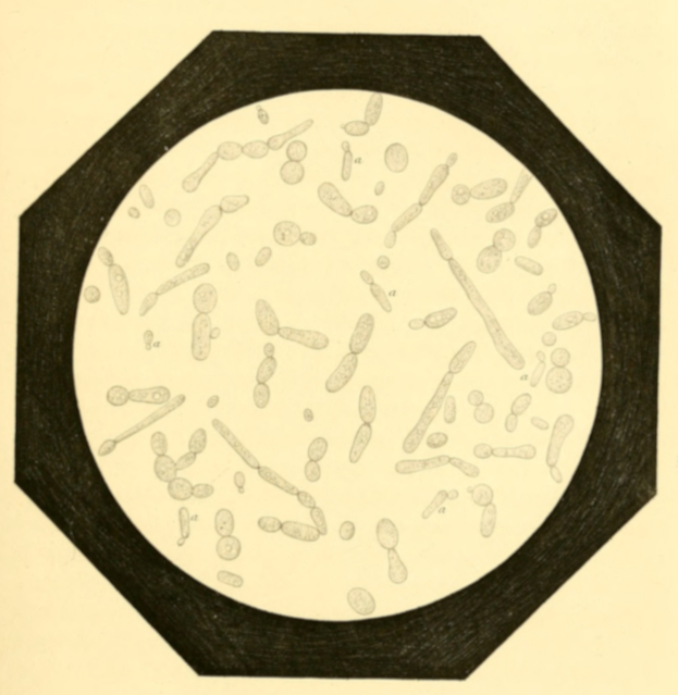 Plate 10. One of the Ferments of Acid Fruits at the Commencement of Fermentation in its Natural Medium.