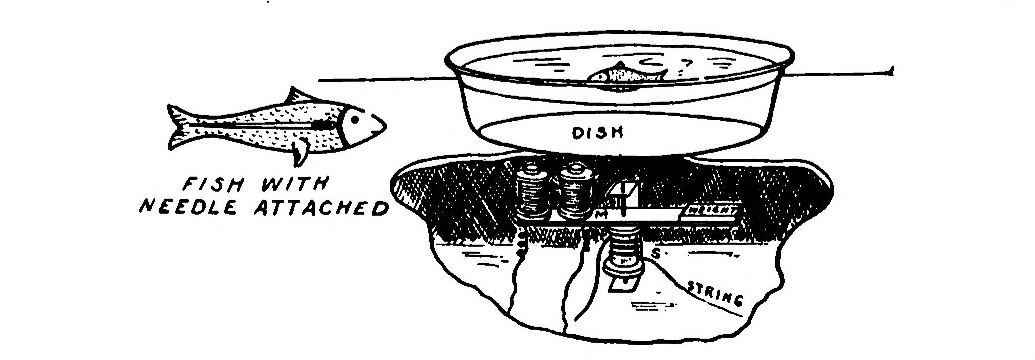 FIG. 191.—The Magnetic Fish.