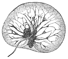 Schitterende Zeevonk (Noctiluca miliaris). 150 maal vergroot.