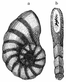 Dendritina elegans. a) van ter zijde, b) van voren. Vergroot.