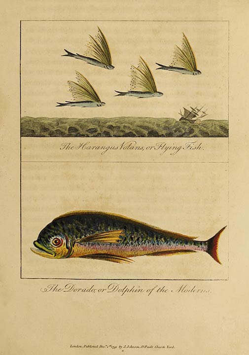 The Harangus Volans, or Flying Fish. The Dorado, or Dolphin of the Moderns.