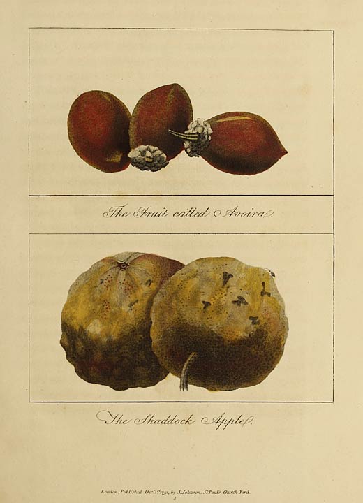 The Fruit called Avoira. The Shaddock Apple.