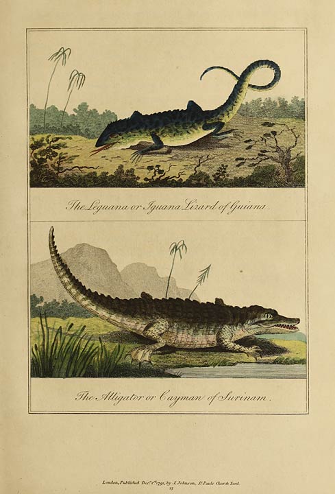 The Leguana or Iguana Lizard of Guiana.   The Alligator or Cayman of Surinam.