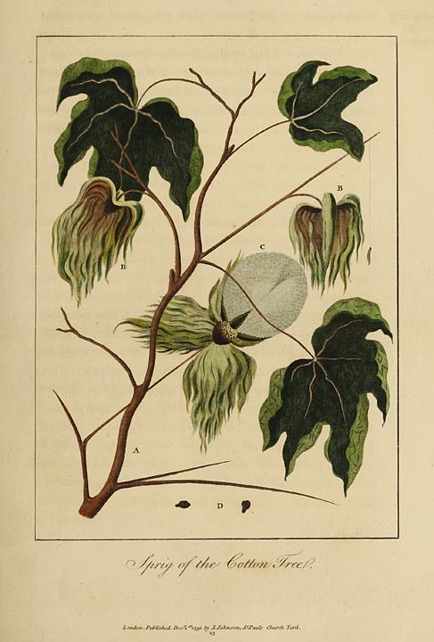 Sprig of the Cotton Tree.
