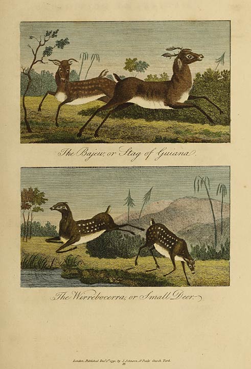 The Bajew, or Stag of Guiana. The Wirrebocerra, or Small Deer.