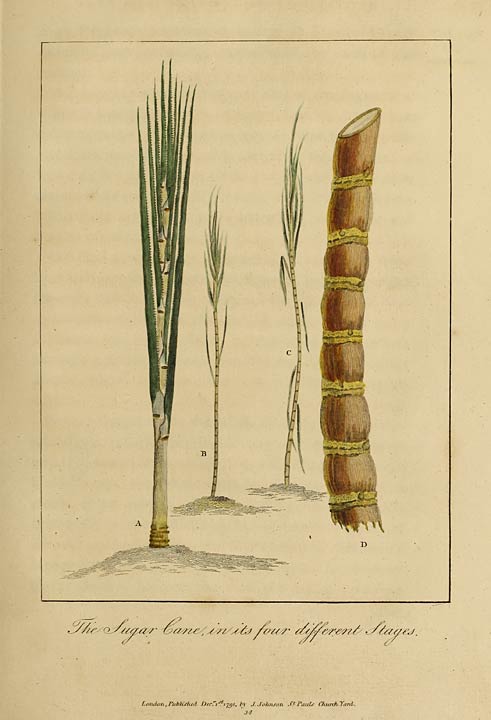 The Sugar Cane, in its four different Stages.