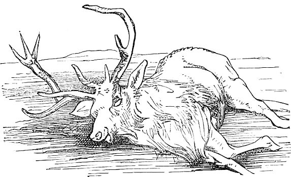 a stag lying down