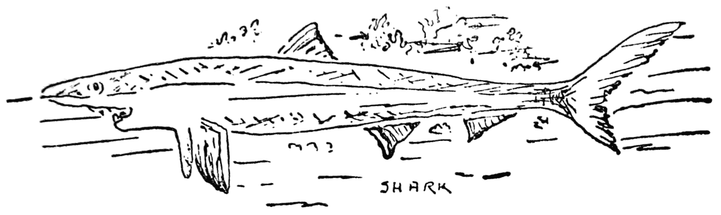Shark.