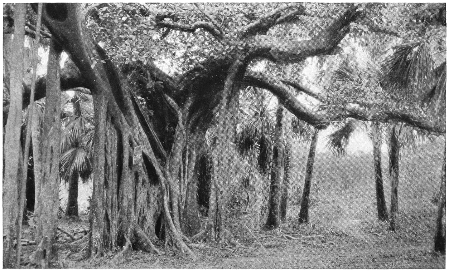 BANYAN TREE. (IN “SONGS OF HAWAII” “THE GRANDFATHER TREE”)