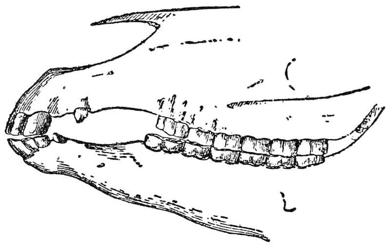 Jaws and Teeth of a Horse