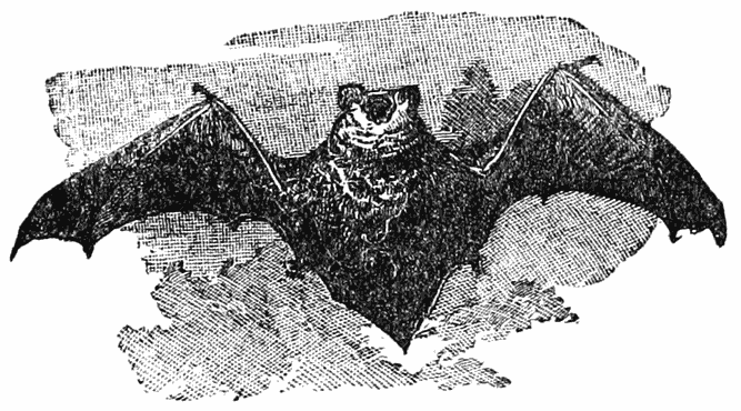 A Bat in Flight