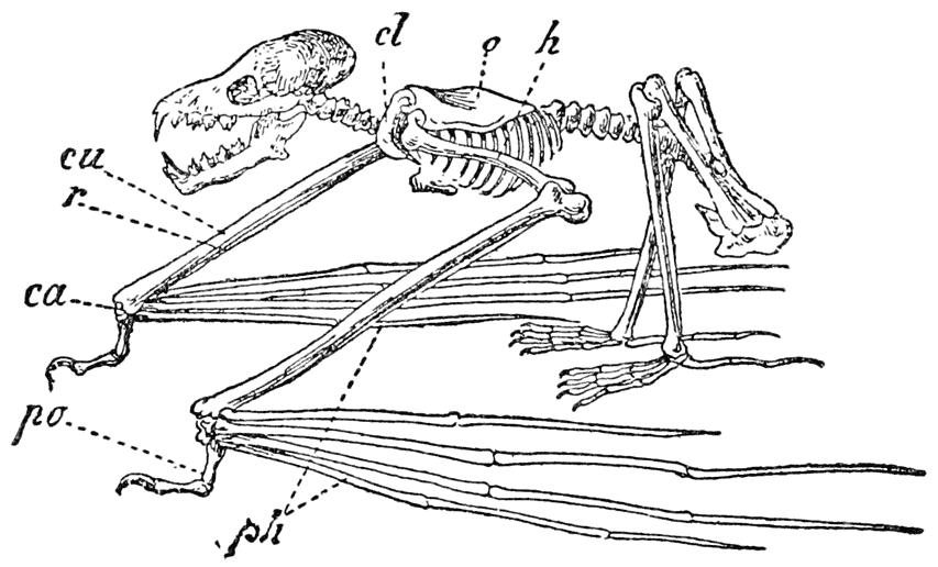 Skeleton of a Bat