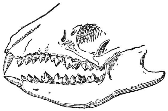 Jaws and Teeth of a Hedgehog