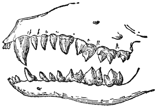 Jaws and Teeth of a Mole
